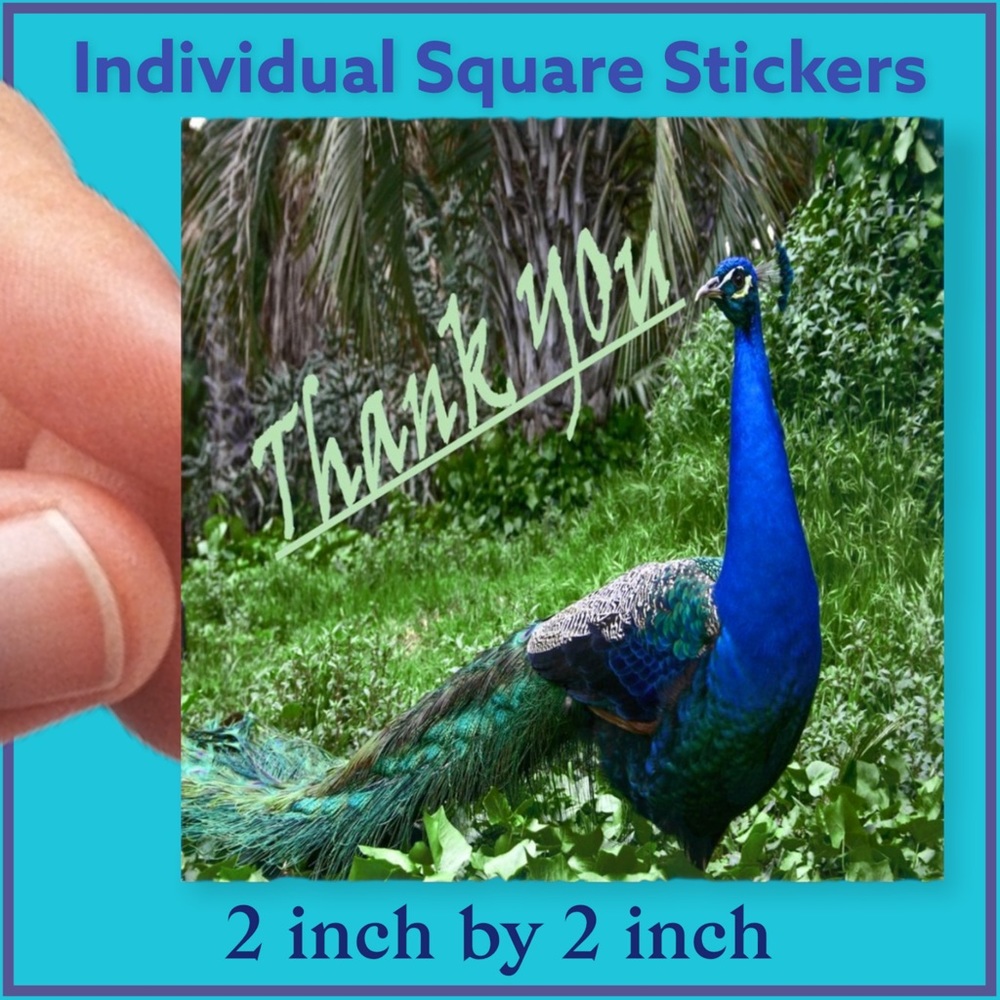 100 (2x2 Inch) Peacock, Square Stickers, Full Color, High Gloss, Thank You - Picture 2 of 3